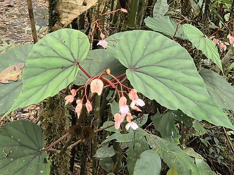 Flowers - Begonia beryllae  Begonia beryllae,Flower,Malaysia,Plant,Sabah