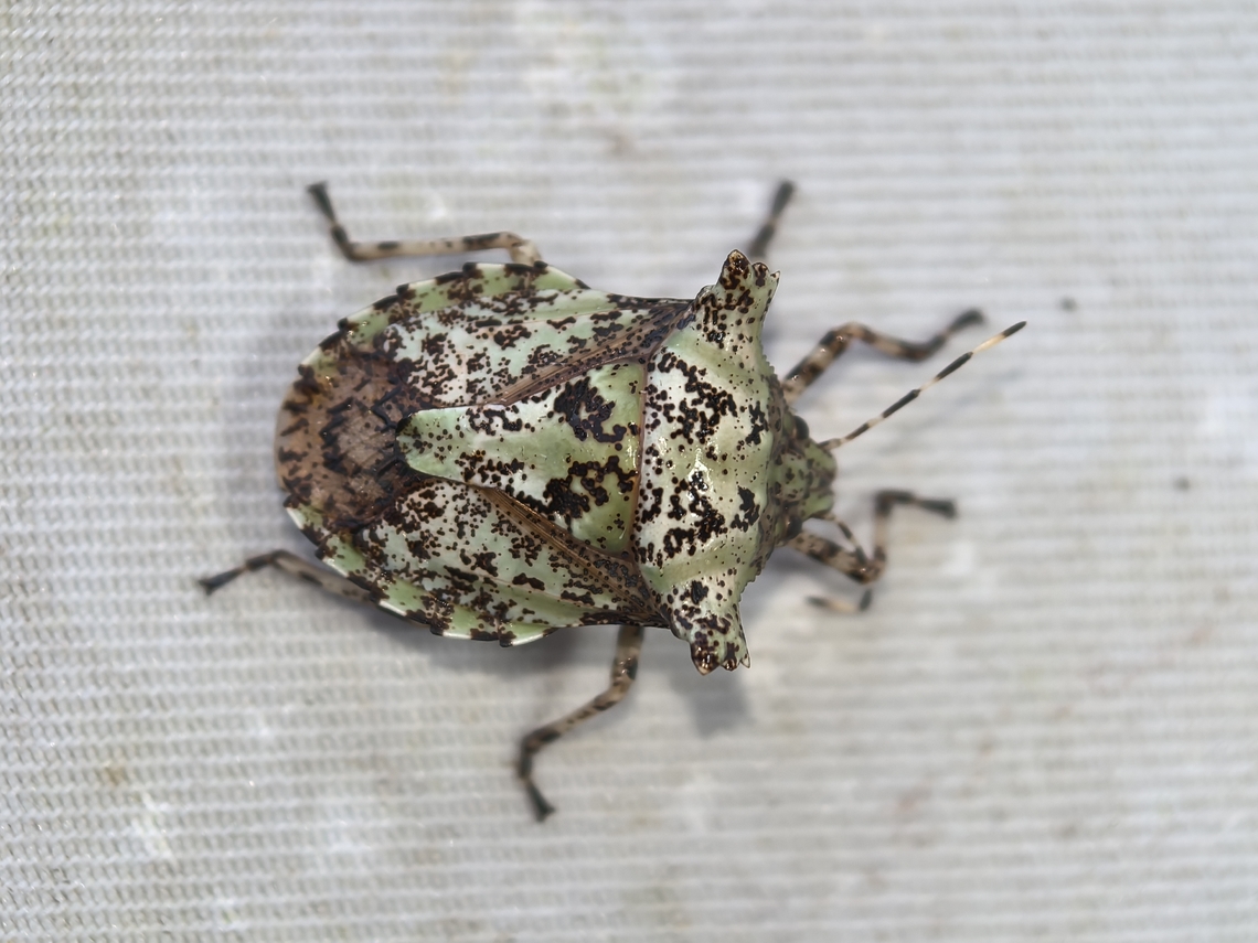 Stink Bug - Placosternum sp.  Malaysia,Placosternum,Placosternum sp,Sabah,Stink Bug