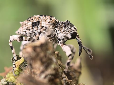 Weevil - Ectatorhinus sp.  Ectatorhinus,Ectatorhinus sp,Malaysia,Sabah,Weevil