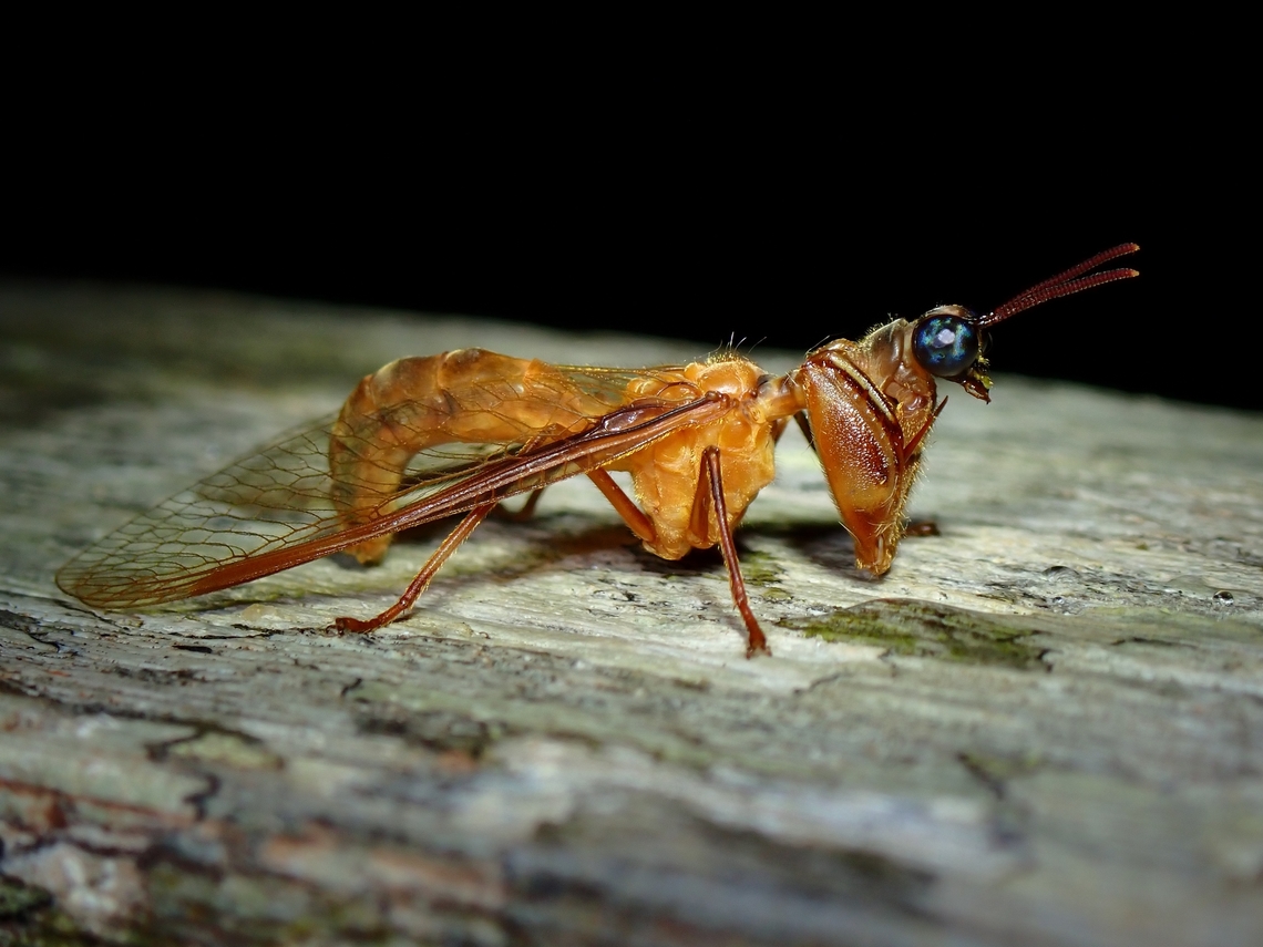 Mantidfly - Euclimacia sp.  Euclimacia,Euclimacia sp,Malaysia,Mantidfly,Sabah