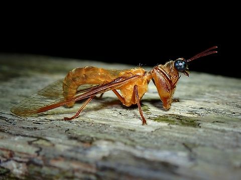 Mantidfly - Euclimacia sp.  Euclimacia,Euclimacia sp,Malaysia,Mantidfly,Sabah