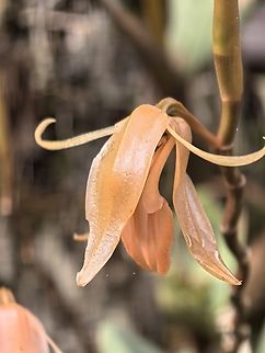 Orchid - Coelogyne kinabaluensis  Coelogyne kinabaluensis,Flower,Malaysia,Orchid,Sabah