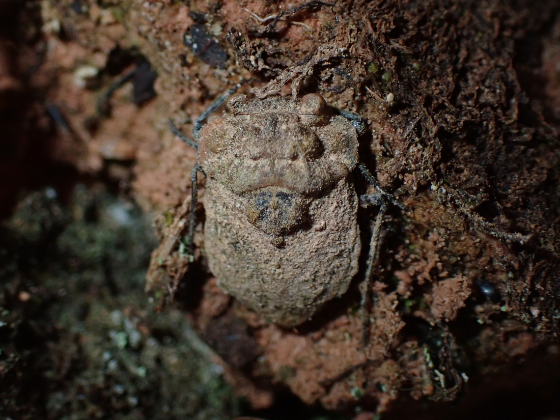 Toad Bug - Nerthra sp.  Malaysia,Nerthra,Nerthra sp,Sabah,Toad Bug