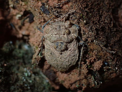 Toad Bug - Nerthra sp.  Malaysia,Nerthra,Nerthra sp,Sabah,Toad Bug
