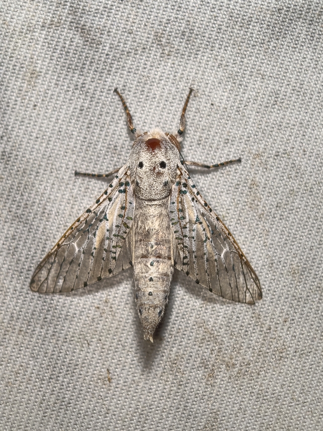 Coffee Borer - Polyphagozerra coffeae  Coffee Borer,Malaysia,Moth,Polyphagozerra coffeae,Sabah