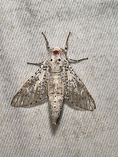 Coffee Borer - Polyphagozerra coffeae  Coffee Borer,Malaysia,Moth,Polyphagozerra coffeae,Sabah