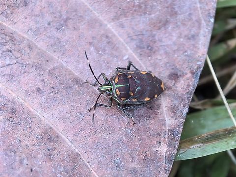 Jewel Bug - Tetrarthria sp.  Jewel Bug,Malaysia,Sabah,Tetrarthria,Tetrarthria sp