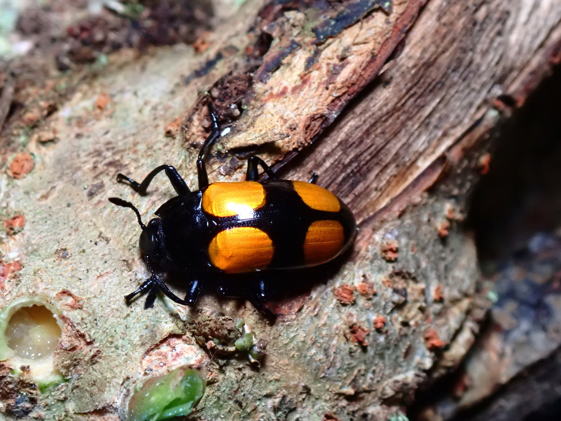 Pleasing Fungus Beetle - Aulacocheilus  Aulacocheilus,Aulacocheilus sp,Beetle,Fungus Beetle,Malaysia,Pleasing Fungus Beetle,Sabah