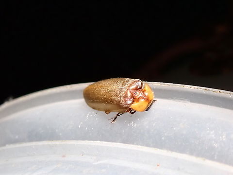 click Beetle - Aulacocheilus sp.  Aulacocheilus,Aulacocheilus sp,Beetle,Click Beetle,Malaysia,Sabah