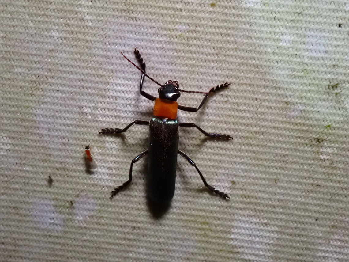 Beetle - Prionocerus sp.  Beetle,Malaysia,Prionocerus,Prionocerus sp,Sabah