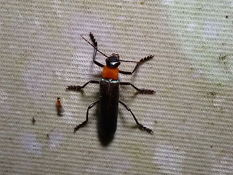 Beetle - Prionocerus sp.  Beetle,Malaysia,Prionocerus,Prionocerus sp,Sabah