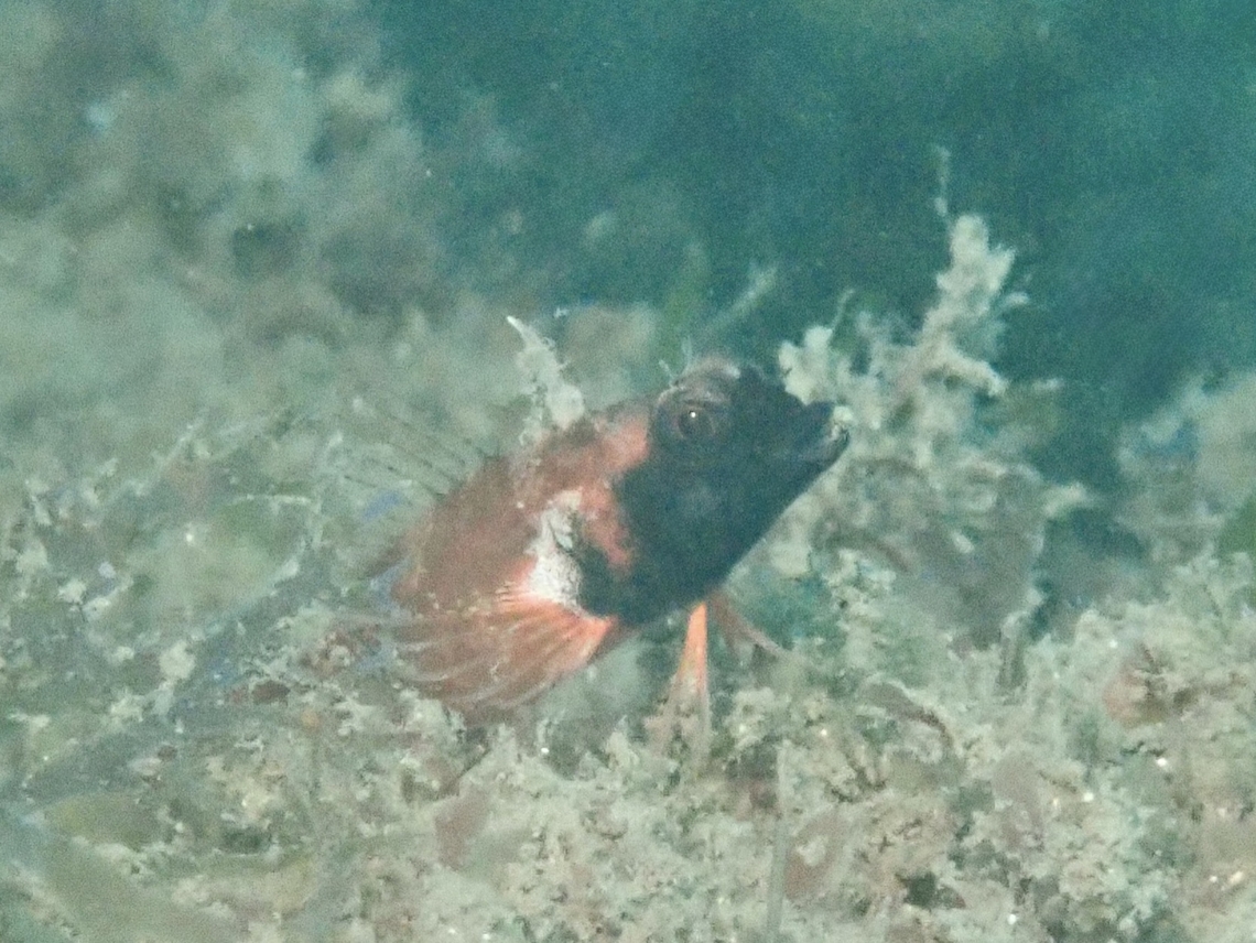 Ringscale Threefin - Enneapterygius atrogulare  Australia,Enneapterygius atrogulare,Fish,Nelson Bay,New South Wales,Ringscale Threefin