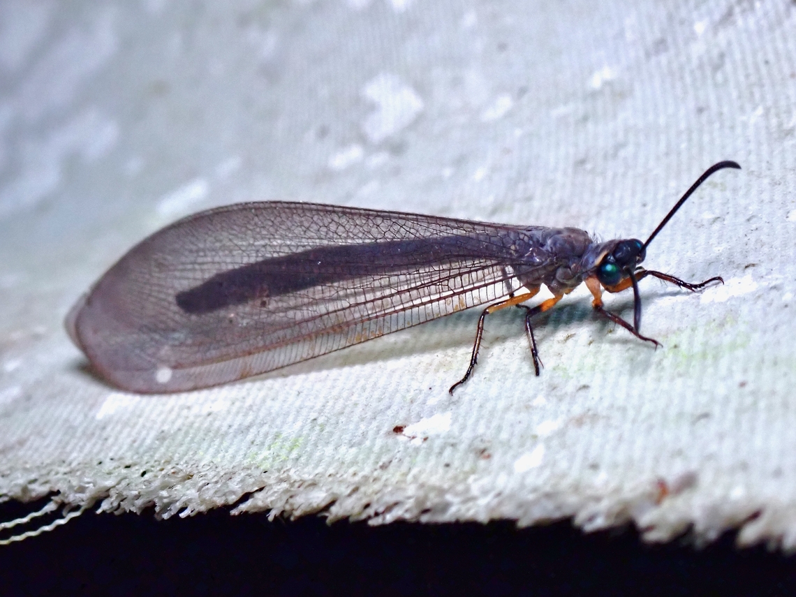 Pit-Trapping Antlion - Myrmeleon sp.  Antlion,Malaysia,Myrmeleon,Myrmeleon sp,Pit-Trapping Antlion,Sabah
