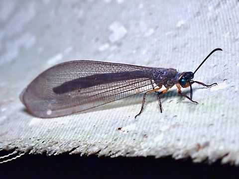 Pit-Trapping Antlion - Myrmeleon sp.  Antlion,Malaysia,Myrmeleon,Myrmeleon sp,Pit-Trapping Antlion,Sabah