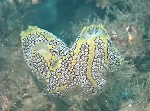 Magnificent Ascidian - Botrylloides magnicoecus  Australia,Botrylloides magnicoecus,Magnificent Ascidian,Nelson Bay,New South Wales