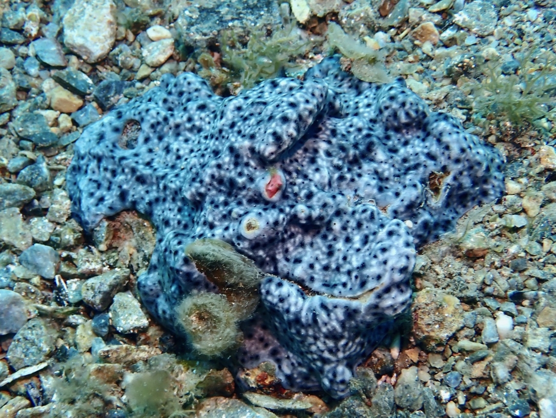 Grey Colonial Ascidian - Leptoclinides  Adelaide,Australia,Grey Colonial Ascidian,South Australia