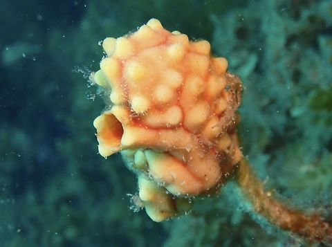 Lumpy Sea Tulip - Pyura gibbosa  Adelaide,Australia,Lumpy Sea Tulip,Pyura gibbosa,Sea Tulip,South Australia