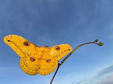 Emperor! Emperor Moth - Loepa sp. Emperor Moth,Loepa,Loepa sp,Malaysia,Moth,Sabah