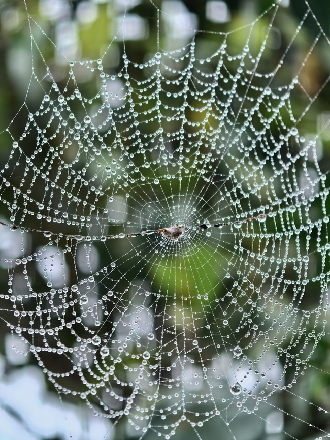Rainy Days! Raindrops on Spider Webs. Araneae,Malaysia,Sabah,Spider,Spider Web