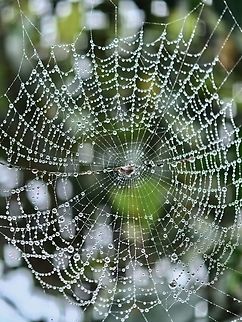 Rainy Days! Raindrops on Spider Webs. Araneae,Malaysia,Sabah,Spider,Spider Web