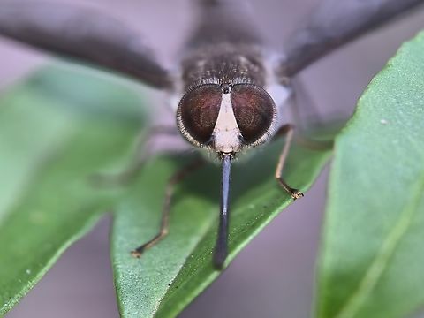 Hairy Eyes~ Tangledveined Fly - Trichophthalma sp. Australia,Fly,New South Wales,Sydney,Tangleveined Fly