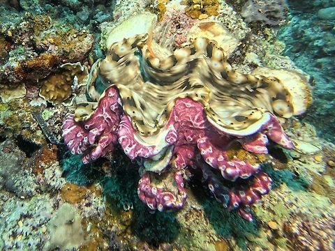 Not the Giant Clam! Overgrowing Tunicates - Didemnum membranaceum, growing on shell of Giant Clam. Bohol,Didemnum membranaceum,Overgrowing Tunicates,Panglao,Philippines,Tunicates