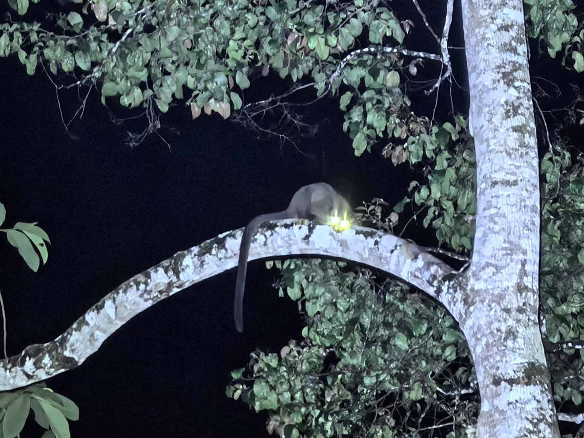 Eye-Shine Seen at night high up in the trees, couldn&#039;t get a pic without the eye-shine especially by using a phone :( Arctogalidia trivirgata,Civet Cat,Malaysia,Sabah,Small-Toothed Palm Civet