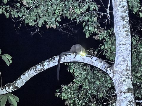Eye-Shine Seen at night high up in the trees, couldn't get a pic without the eye-shine especially by using a phone :( Arctogalidia trivirgata,Civet Cat,Malaysia,Sabah,Small-Toothed Palm Civet