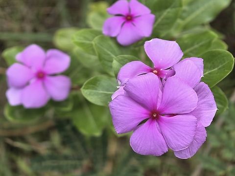 Madagascar Periwinkle - Catharanthus roseus  Bali,Catharanthus roseus,Flower,Indonesia,Madagascar Periwinkle,Padangbai,Plant