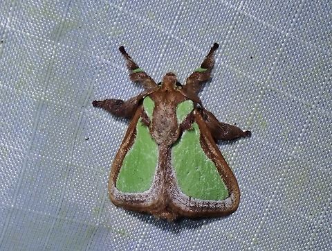Stinging Slug Moth - Parasa darma  Malaysia,Moth,Pahang,Parasa darma,Stinging Slug Moth
