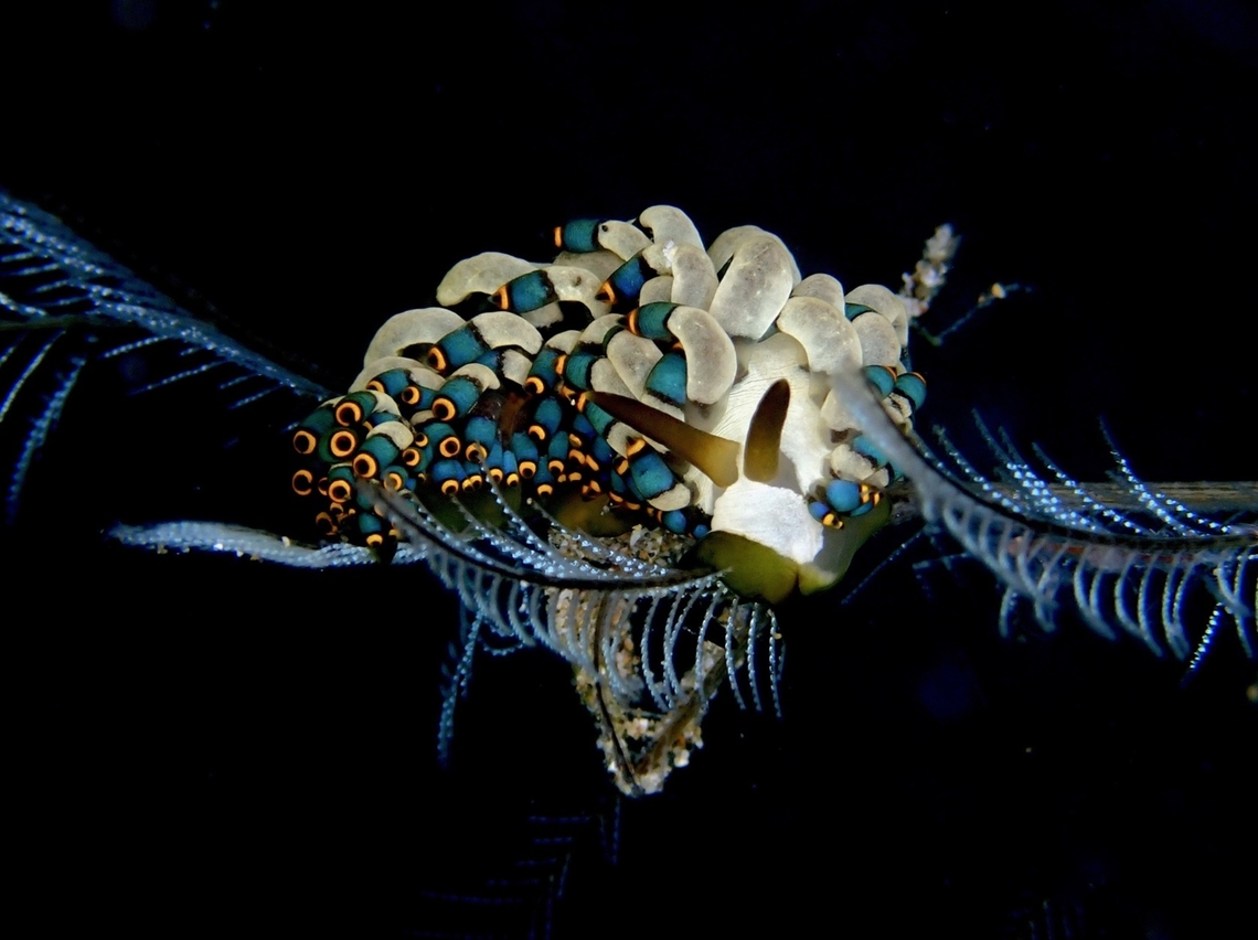 Newdibranch! Newly described Nudibranch - Tenellia puti, in December 2024. Anilao,Batangas,Nudibranch,Philippines,Tenellia puti