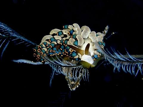 Newdibranch! Newly described Nudibranch - Tenellia puti, in December 2024. Anilao,Batangas,Nudibranch,Philippines,Tenellia puti