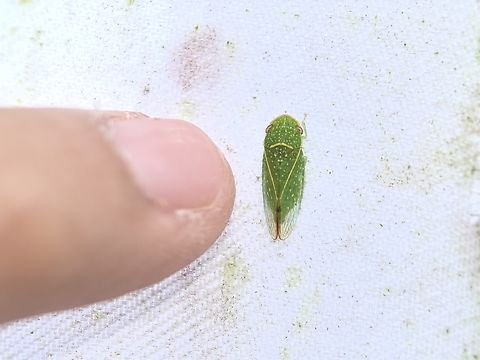 This is it! Tiny Flat-Headed Leafhopper - Petalocephala manchurica

This is it, my 10,000th pic on this Forum and species #6,000! #JDmilestone,Flat-Headed Leafhopper,Hopper,Leafhoppr,Malaysia,Petalocephala manchurica,Sabah