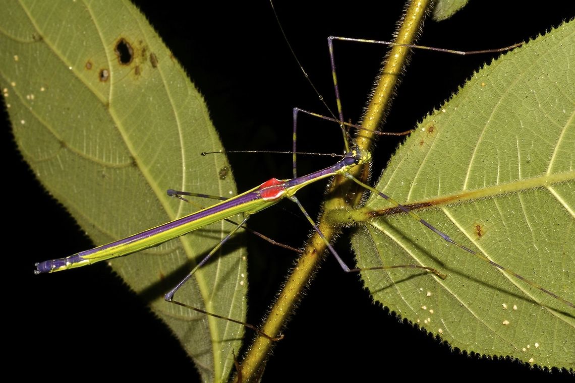 Stick Insect, Phasmid - Orthonecroscia keatsooni Female Stick Insect, Phasmid from the genus Orthonecroscia.<br />
Newly described by Dr. Francis Seow-Choen in his book, A Taxanomy Guide to Stick Insects of Borneo in May 2016.<br />
This Phasmid was seen during a night walk at Tawau Hills Park. Geotagged,Malaysia,Orthonecroscia keatsooni,Phasmid,Sabah,Spring,Stick insect