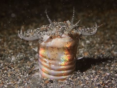 Bobbit Worm  Anilao,Batangas,Eunice aphroditois,Geotagged,Philippines,Winter,bobbit worm,scubadiving,underwater