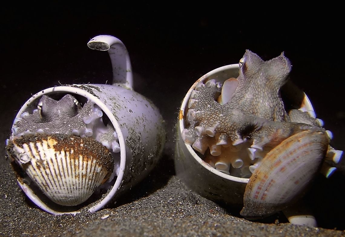 Veined/Coconut Octopus They were called Coconut Octopus as in the early days of their discovery, they were found to using coconut shells as protection and as their &#039;home&#039;.  Subsequent to that, they have been documented to use other hard objects like in the photo, broken cups, glass, bottles and mostly shells of seashells for protection against their predators. Amphioctopus marginatus,Geotagged,Philippines,Spring,Underwater,anilao,batangas,scubadiving