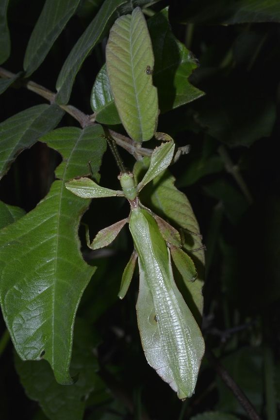 Leaf Insect, Phyllium bonifacioi This is a recently described species of Leaf Insect under the order of Phyllidae - Phyllium bonifacioi.<br />
It was named after  in honor of Filipino revolutionary Andres Bonifacio in December 2014.<br />
Saw this Male Phyllium during a night walk in Palaui Island, North Luzon. Geotagged,Philippines,Phyllium bonifacioi,Spring,insect,leaf insect,north luzon,phyllium