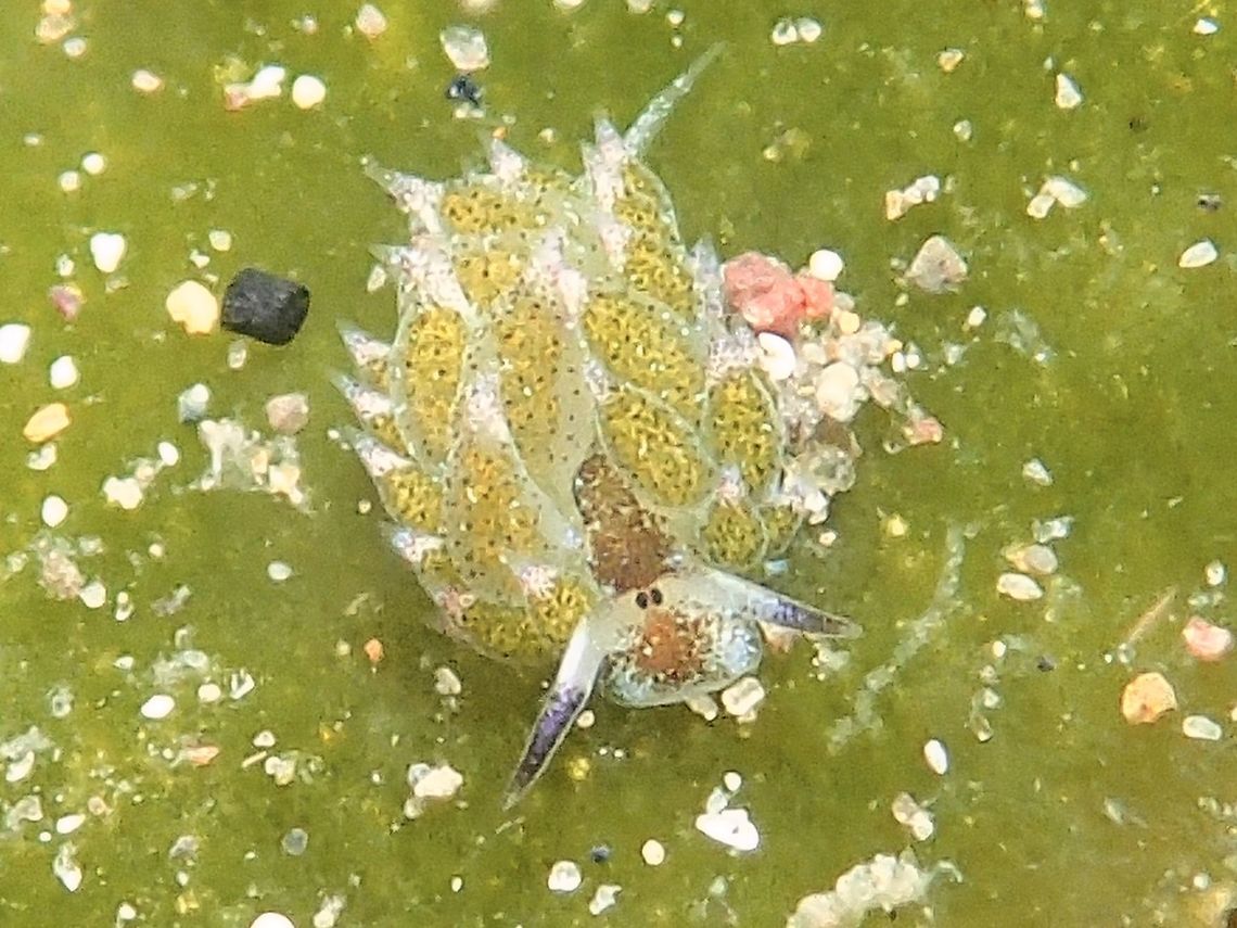 Shaun the Sheep Nudibranch This Nudibranch is very tiny, less than 5mm in size. It is hardly possible to see the details of the eyes and cerata with the naked eyes.  It is fondly called Shaun the Sheep as it supposedly looks like a Sheep grazing on grasses.<br />
<br />
Here is another picture of 3 together in the same algae :<br />
<br />
<figure class="photo"><a href="https://www.jungledragon.com/image/43424/shaun_the_sheep_nudibranch.html" title="Shaun the Sheep Nudibranch"><img src="https://s3.amazonaws.com/media.jungledragon.com/images/2994/43424_thumb.jpg?AWSAccessKeyId=05GMT0V3GWVNE7GGM1R2&Expires=1769040010&Signature=k0qVi1fxQgYOOQ4AMcbeFx4fU%2FI%3D" width="200" height="150" alt="Shaun the Sheep Nudibranch This Nudibranch is very tiny, less than 5mm in size. It is hardly possible to see the details of the eyes and cerata with the naked eyes. It is fondly called Shaun the Sheep as it supposedly looks like a Sheep grazing on grasses.<br />
<br />
There are 3 of them in this picture, the bigger one is around 5mm, making the smallest of the 3 around 2mm in size.<br />
 Anilao,Batangas,Costasiella kuroshimae,Geotagged,Philippines,Shaun the Sheep,Summer,nudibranch" /></a></figure><br />
 Costasiella kuroshimae,Geotagged,Philippines,Summer,anilao,batangas,nudibranch,scubadiving,underwater