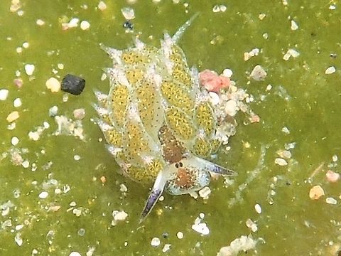 Shaun the Sheep Nudibranch This Nudibranch is very tiny, less than 5mm in size. It is hardly possible to see the details of the eyes and cerata with the naked eyes.  It is fondly called Shaun the Sheep as it supposedly looks like a Sheep grazing on grasses.
Here is another picture of 3 together in the same algae :
https://www.jungledragon.com/image/43424/shaun_the_sheep_nudibranch.html
 Costasiella kuroshimae,Geotagged,Philippines,Summer,anilao,batangas,nudibranch,scubadiving,underwater