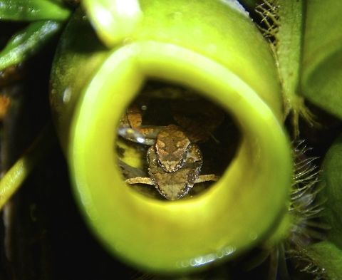 Kubah Narrow-Mouthed Frog Microhyla borneensis (junior synonym Microhyla nepenthicola), also known as the Matang/Kubah narrow-mouthed frog, is a species of microhylid frog found in the Matang Range in Sarawak, Borneo. It was once the smallest known frog from the Old World (the current record holder is Paedophryne amauensis from New Guinea). Adult males of this species have a snout-vent length (SVL) of 10.6–12.8 mm (0.42–0.50 in) and Females of up to 19 mm. Tadpoles measure just 3 mm. Microhyla borneensis was first described by Hampton Wildman Parker in 1928. Frogs of the species that was eventually described as Microhyla nepenthicola had been known for at least 100 years prior to its description in 2010. However, scientists had always assumed that the frogs were juveniles of another species. Researchers Indraneil Das and Alexander Haas recognized that they were actually adults when they heard the frogs calling in Kubah National Park, since only adult frogs make calls. Adult males call from the pitcher plants at dusk. However, in 2011 it was shown that Microhyla borneensis and Microhyla nepenthicola are the same species. What was until that point commonly known as Microhyla borneensis was another species, newly described as Microhyla matang. Geotagged,Malaysia,Microhyla borneensis,Winter,frog,malaysia,sarawak