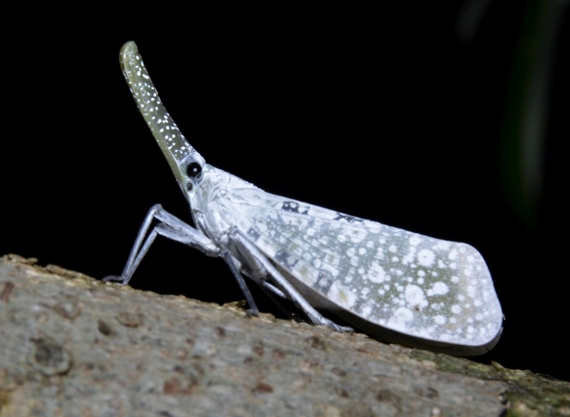 Lantern Bug This insect were originally called Lantern Bugs as the long nose/snout were thought to glow at night, but that is not the case.  This particular Lantern Bug, Pyrops lautus is almost all white in colour unlike other more known species that are very colourful.  However, this could be the first photo document of this species, first described in 1870 as Fulgora lauta by St&aring;l. Geotagged,Philippines,Pyrops lautus,Spring,insect,lantern bug,north luzon,pyrops