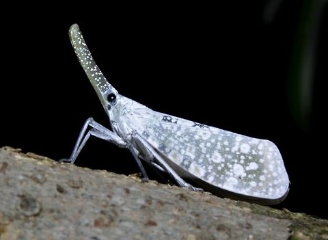 Lantern Bug This insect were originally called Lantern Bugs as the long nose/snout were thought to glow at night, but that is not the case.  This particular Lantern Bug, Pyrops lautus is almost all white in colour unlike other more known species that are very colourful.  However, this could be the first photo document of this species, first described in 1870 as Fulgora lauta by Stål. Geotagged,Philippines,Pyrops lautus,Spring,insect,lantern bug,north luzon,pyrops