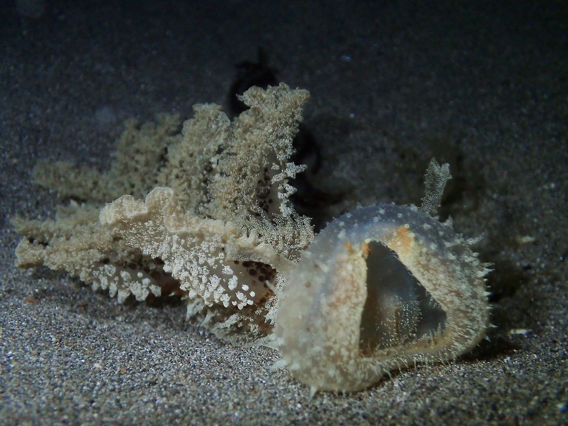 Melibe Nudibranch This is a fairly large size Nudibranch, around 30cm in size. Mostly brownish and translucent in colour.<br />
The genus of this Nudibranch, Melibe has a very interesting feeding habit, it has the oral hood which it can expand to envelope its food, mostly small crustaceans from the sandy surface.  They are usually seen at night time and probably dig themselves into the sandy bottom to hide during day time. Geotagged,Melibe viridis,Philippines,Spring,nudibranch,scubadiving,underwater