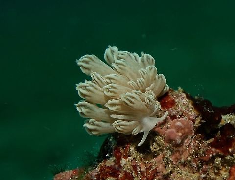 Xenia Coral Mimic Nudibranch This Nudibranch mimics the host foodsource, Xenia Corals.  The cerata of this Nudibranch is very similar to the pulsating polyps of the Xenia Corals, which they feeds on.                                Geotagged,Philippines,Phyllodesmium rudmani,Spring,anilao,batangas,nudibranch,scuba diving,underwater,xenia mimic