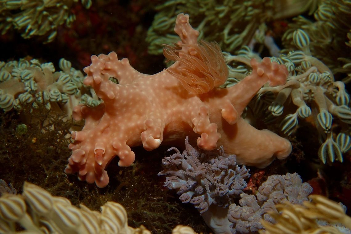 Allen's Nudibranch This species of Nudibranch was previously knowns as Cerastomas alleni.  The colouration and shaped of its ceratas make them camouflaged easily among the soft corals. Geotagged,Miamira alleni,Philippines,Spring,anilao,batangas,nudibranch,scuba diving,underwater