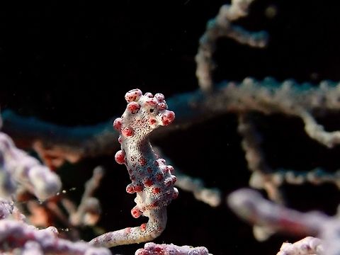 Bargibanti Pygmy Seahorse This tiny seahorses are up to 2 cm in length but they use their tails to curl around the sea fan, they seems much smaller in size, around 1.5 cm.  Their colouration can be variable - yellow/orange or purple/pink depending on the host sea fan they are found on.  This species was discovered by accident when scientists were studying the sea fan they collected from the sea only to found the tiny seahorses on  the sea fan. Geotagged,Hippocampus bargibanti,Philippines,Pygmy seahorse,Summer,anilao,batangas,scuba diving,seahorse,underwater