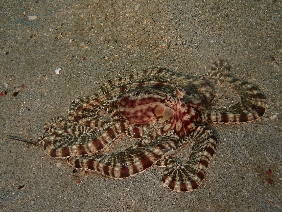 Mimic Octopus The name to this Octopus truly describes it as they have the capability to mimic or impersonate other local animals depending on situations they found themselves in :<br />
- Flounder as the swim just above the sandy bottom, with all the tentacles lined around the body and to the back<br />
- Lionfish by flaring up its tentacles mimicking the spines of lionfish as they swim in the water column<br />
- Seasnake, with their body hidden in the sand, only 2 arms/tentacles are outside opposite of each other, giving it the length and the segmented patterns on its tentacles make it looks like the banded sea snake<br />
- Crab when it opens up the skin of its tentacles, making them looks fat/big<br />
and probably a few other animals Geotagged,Mimic octopus,Philippines,Summer,Thaumoctopus mimicus,anilao,batangas,scuba diving,underwater