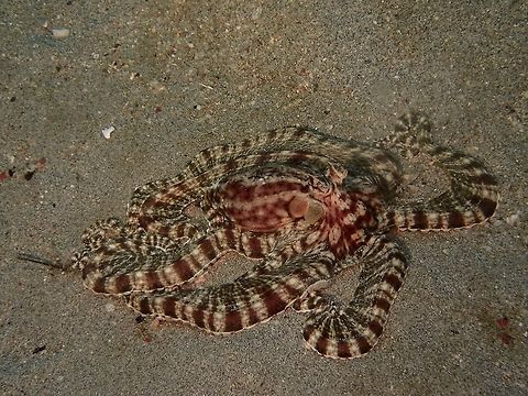 Mimic octopus