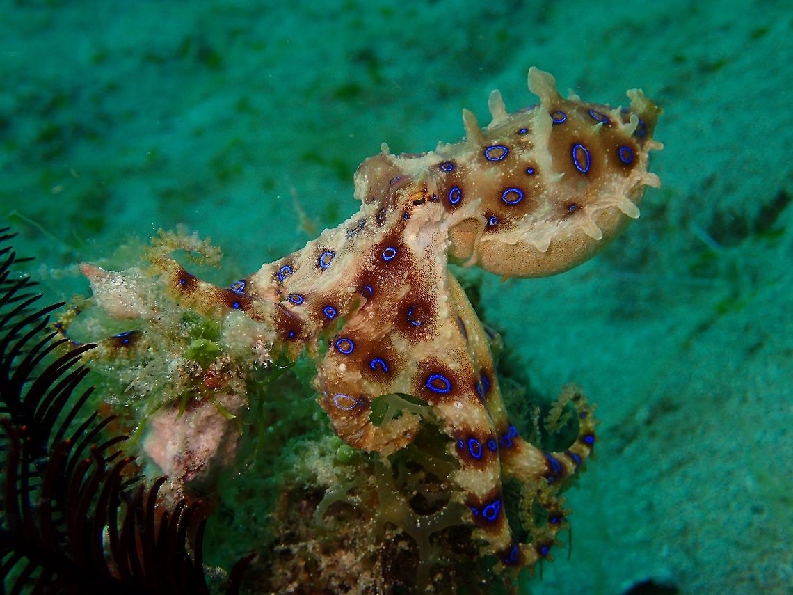 Greater Blue-ringed Octopus - Hapalochlaena lunulata Small sized Octopus, usually the body is less than 10 cm in size. This Blue-ringed Octopus is one of the most venomous animal in the world, with enough venom to &#039;kill&#039; more than 20 adults.  However, they are non-aggressive and not likely to bite or attack humans. They used the venom to paralyse their preys, mostly crustaceans like crabs and shrimps which have sharp claws and pincers, otherwise the crustaceans could easily inflict some damages to the Octopus if they are not instantly paralysed.  When at rest, they do not show/flare their blue rings.  The &#039;blue&#039; becomes more intense when it is moving/hunting or under stress, probably as a warning. Batangas,Geotagged,Greater blue-ringed octopus,Hapalochlaena lunulata,Philippines,Spring,anilao,octopus,scuba diving,underwater