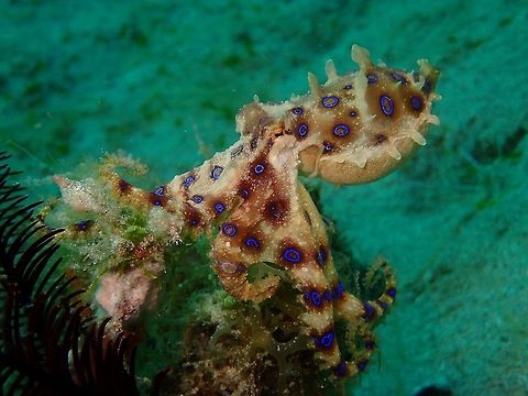 Greater blue-ringed octopus
